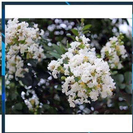 Cây hoa tường vi trắng