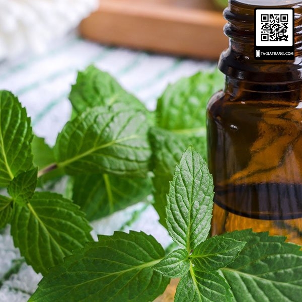 Hạt giống Bạc hà Âu (rau bạc hà Peppermint)