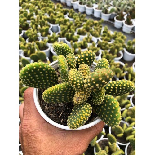 Chậu cây Xương Rồng Tai Thỏ