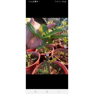 (XẢ) cây mẫu đơn sọc đột biến
