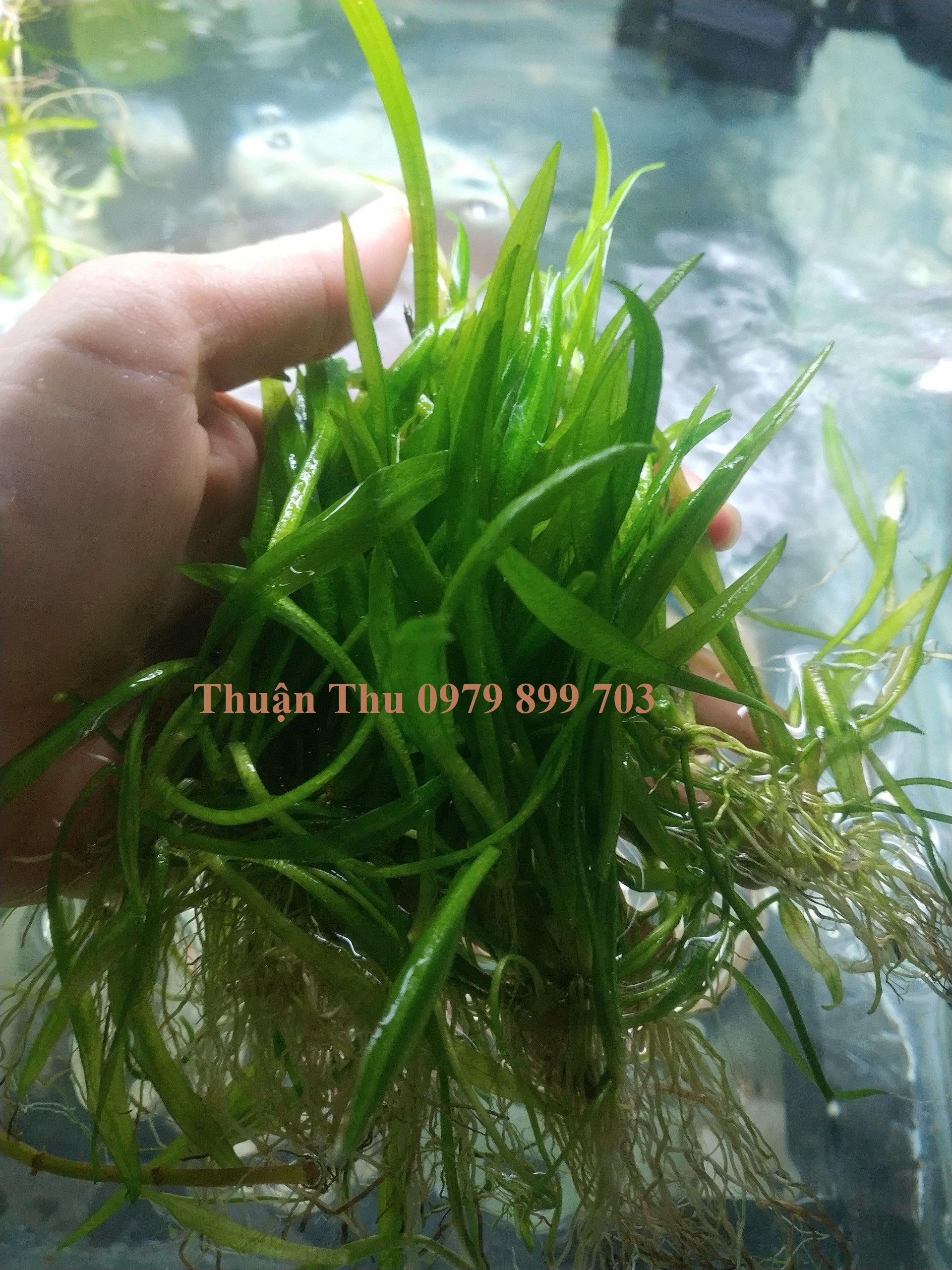Cỏ thìa - Cây thủy sinh trãi nền