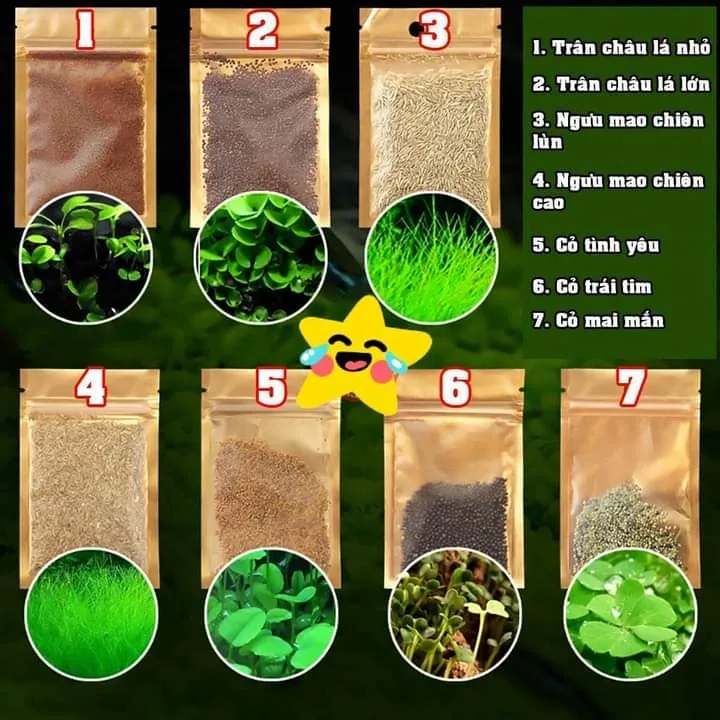Hạt Giống Thủy Sinh gói 10g