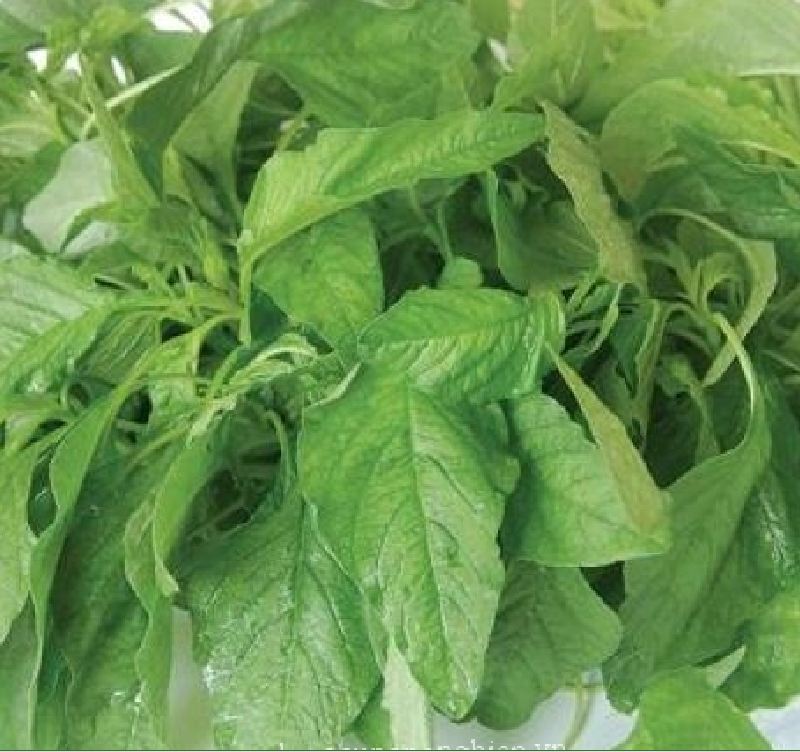 Hạt giống rau dền xanh -gói 20 gram(tặng kèm phân bón)