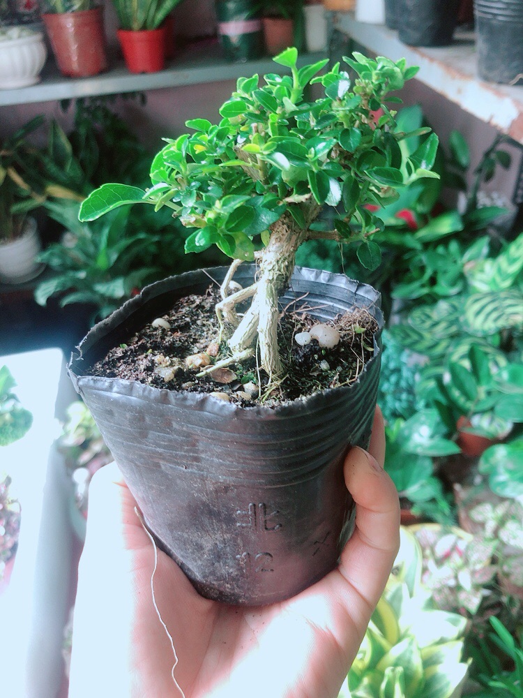[HCM]Sam Hương Bonsai