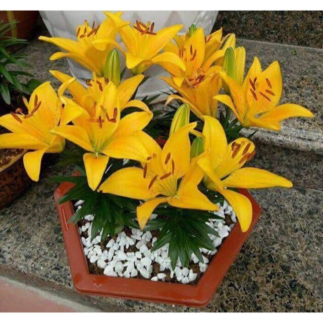 Củ hoa Ly lùn trồng tết, củ đã có mầm