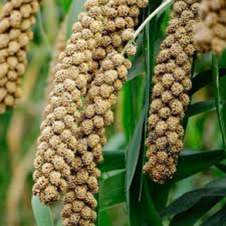 Hạt kê chùm gói 1kg