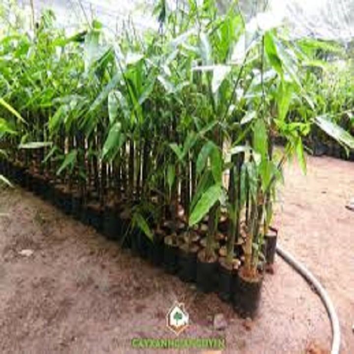 bầu cây giống cây măng tre tứ quý