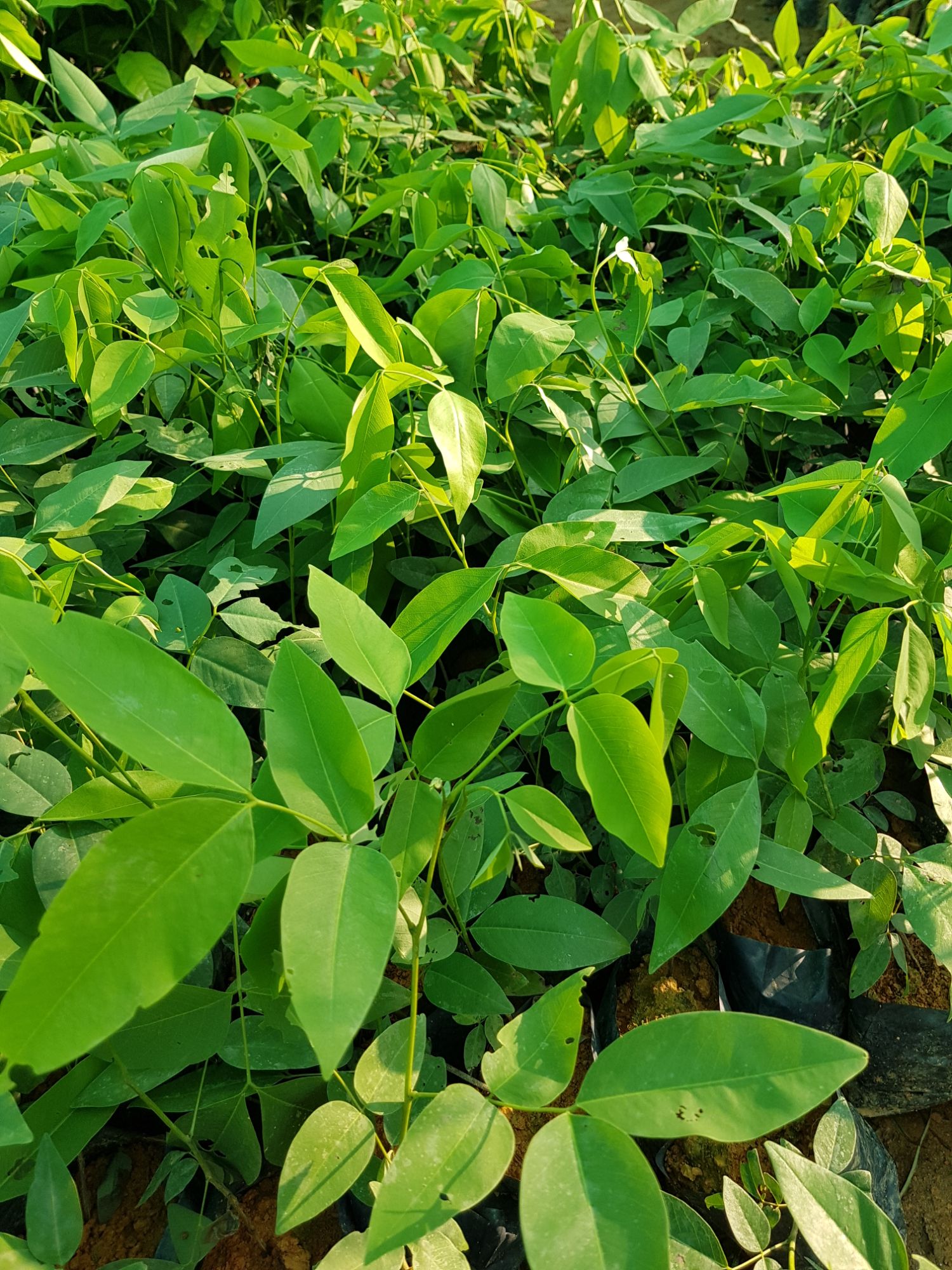 Combo 4 Cây giống muồng hoàng yến ( tặng thêm 1 cây)