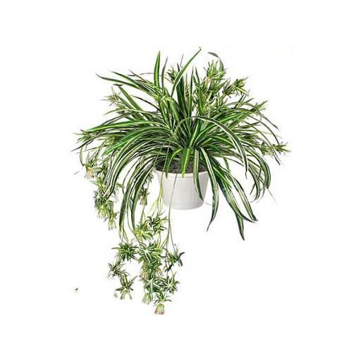 CHẬU CÂY CẢNH LAN CHI( CÂY MẪU TỬ,CÂY DÂY NHỆN) ĐẸP NHÀ