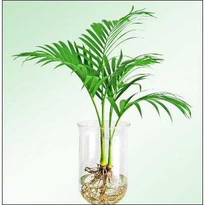 Dung dịch thủy canh kiểng TRIMIX-DT 100ml