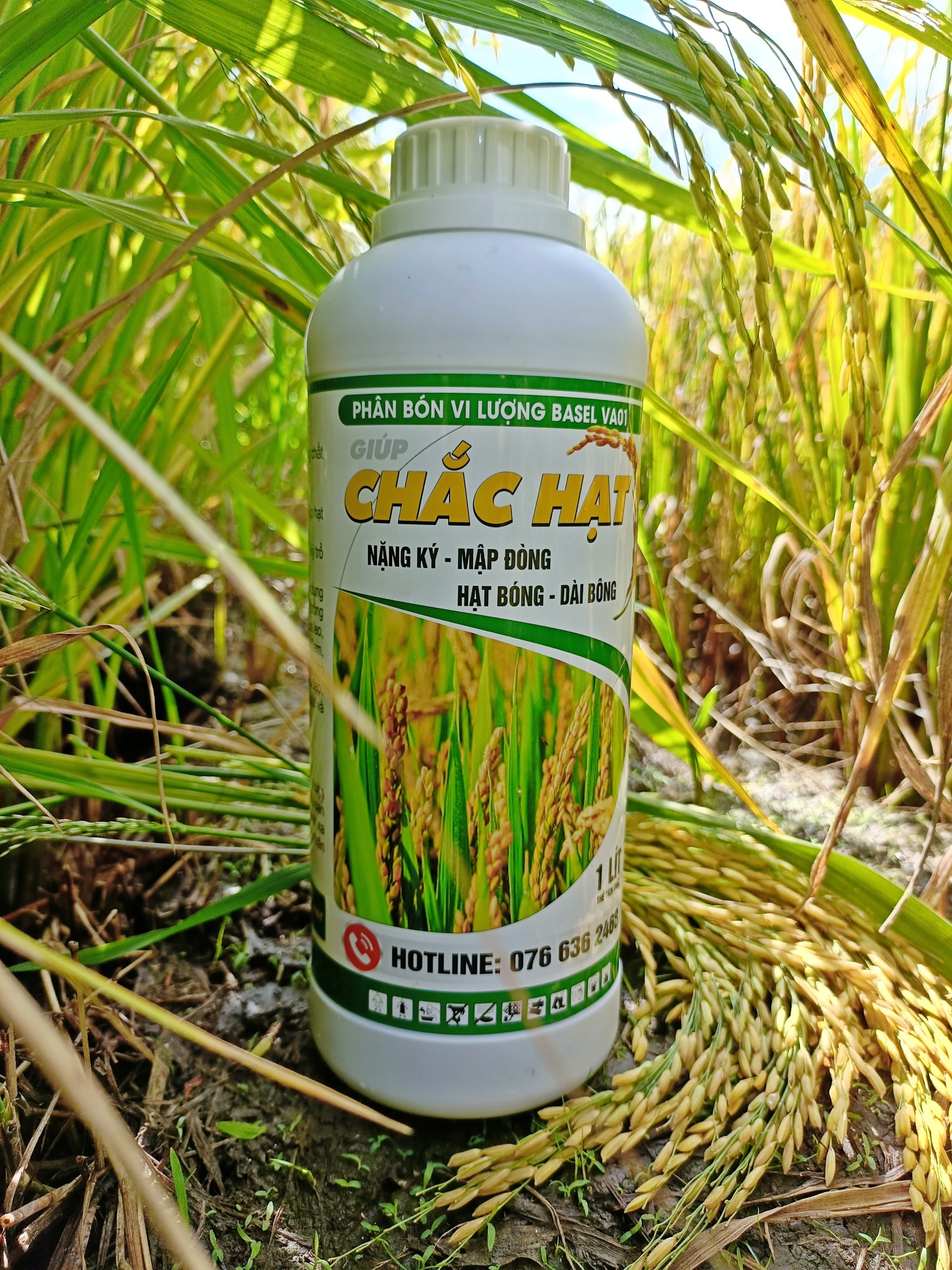 Phân bón lá giúp chắc hạt, nặng ký, vô gạo nhanh chai
