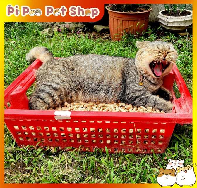 Gỗ nén - Cát vệ sinh cho mèo bao 10kg