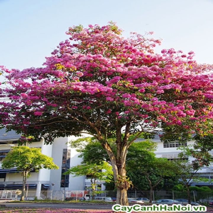 Cây kèn hồng giống
