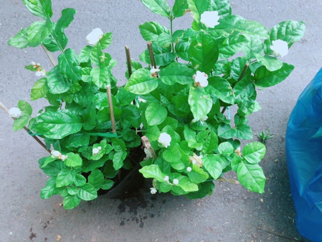 Cây Hoa Nhài Có Sẵn Hoa