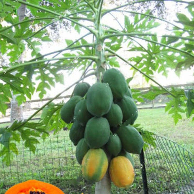 - Dwarf Papaya Seeds