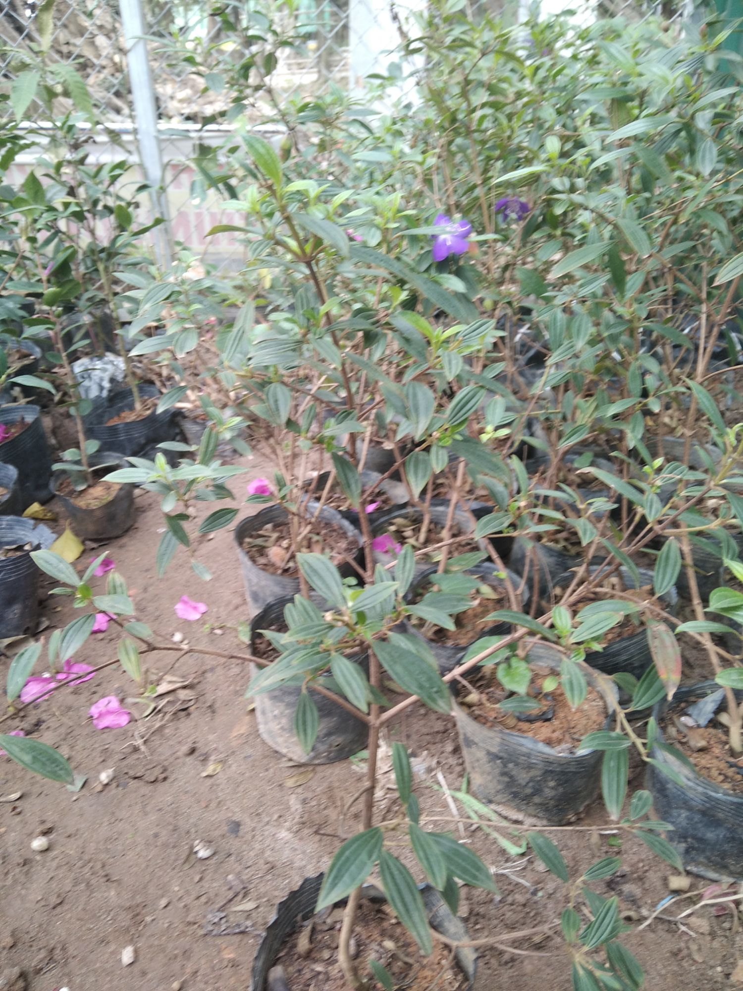 cây hoa Sim thái cao 40-60cm