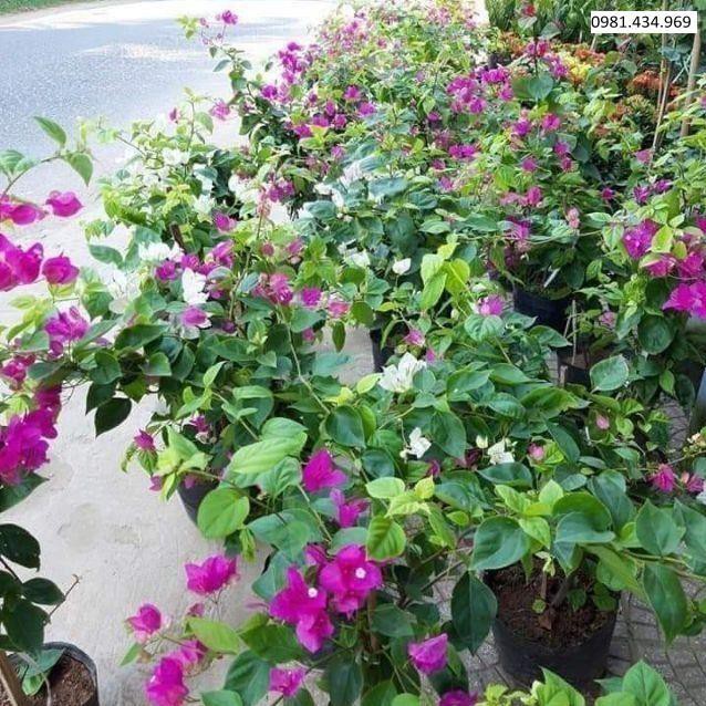 Cây hoa giấy giống
