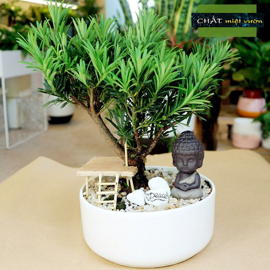 Cây Vạn Niên Tùng giống (chậu cây cao 40-50cm như hình)