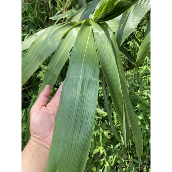 cây chít ,cây đót (gốc giống)