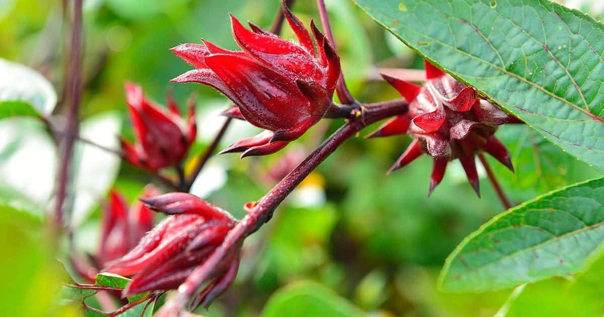 Hạt giống Bụp giấm - gói 10 hạt