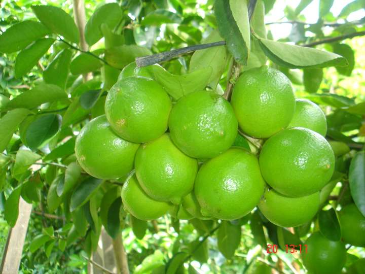 CHANH KHÔNG HẠT-OGRANIC (VĨNH LONG) 1Kg