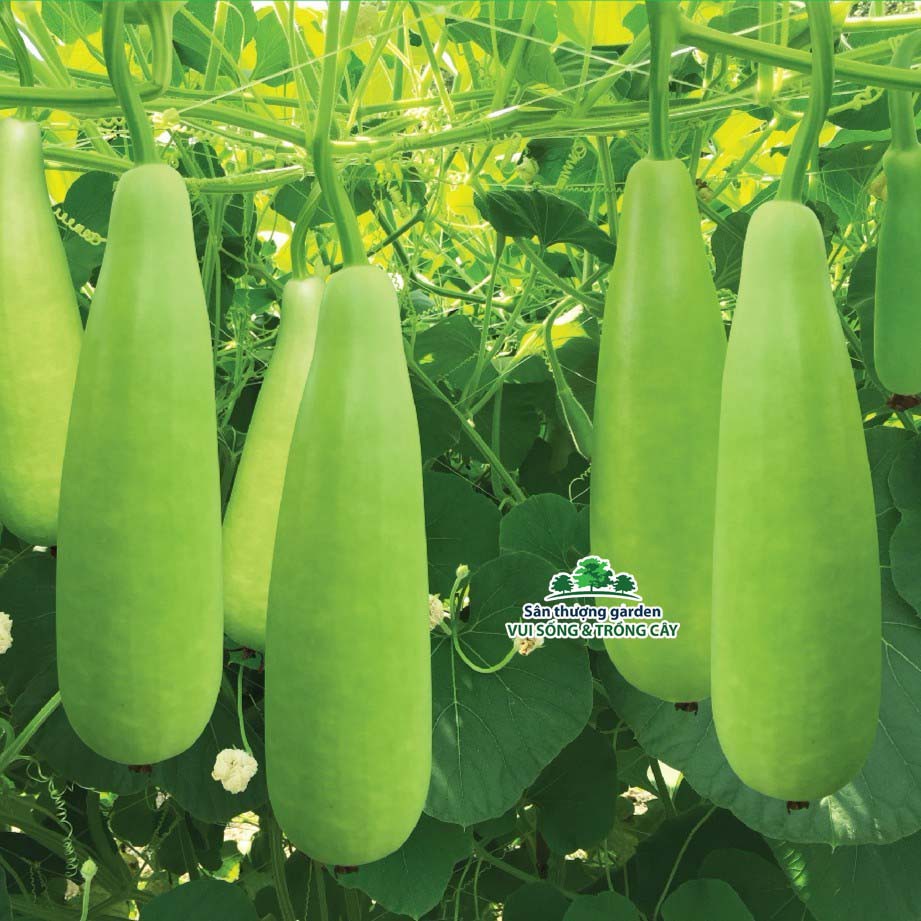 Hạt giống bầu xị F1 - gói 10 hạt
