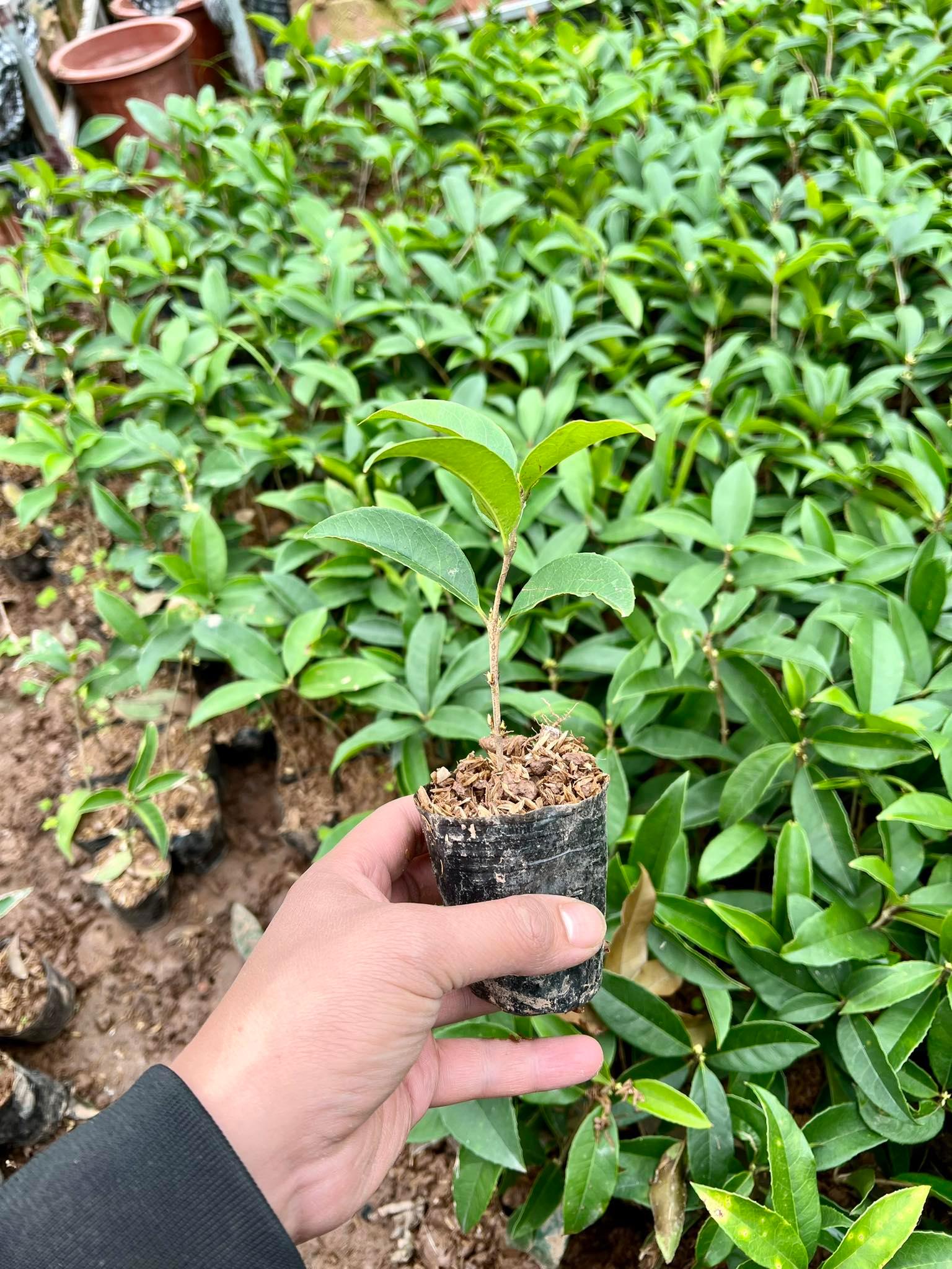 Cây mộc hương ta hoa thơm cao 10- 60cm (ảnh thật)