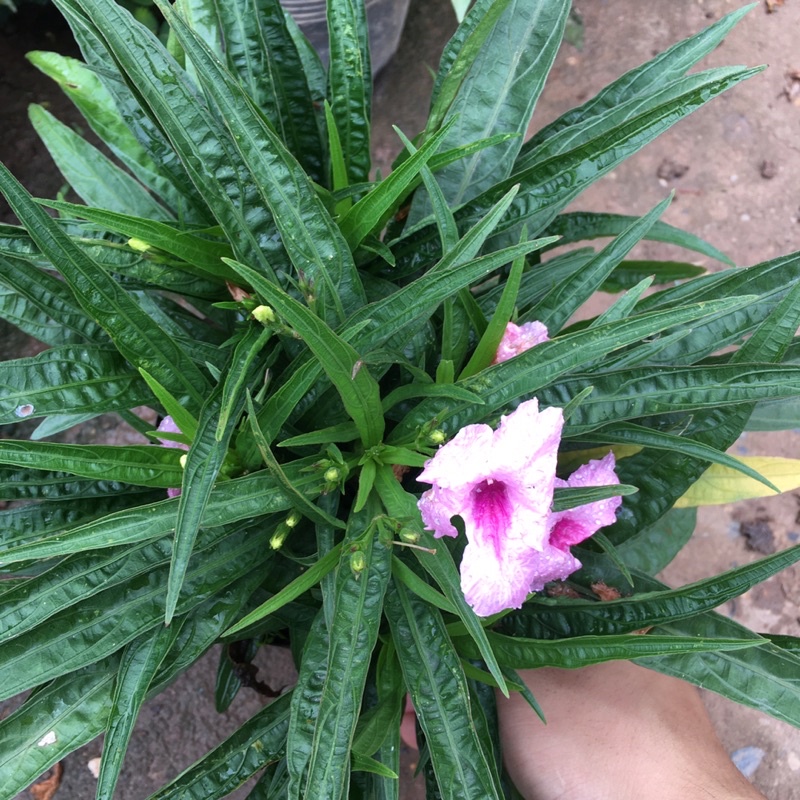 Hoa Dạ Yên Thảo Mexico (Hoa Thạch Thảo,Hoa Chiều Tím)