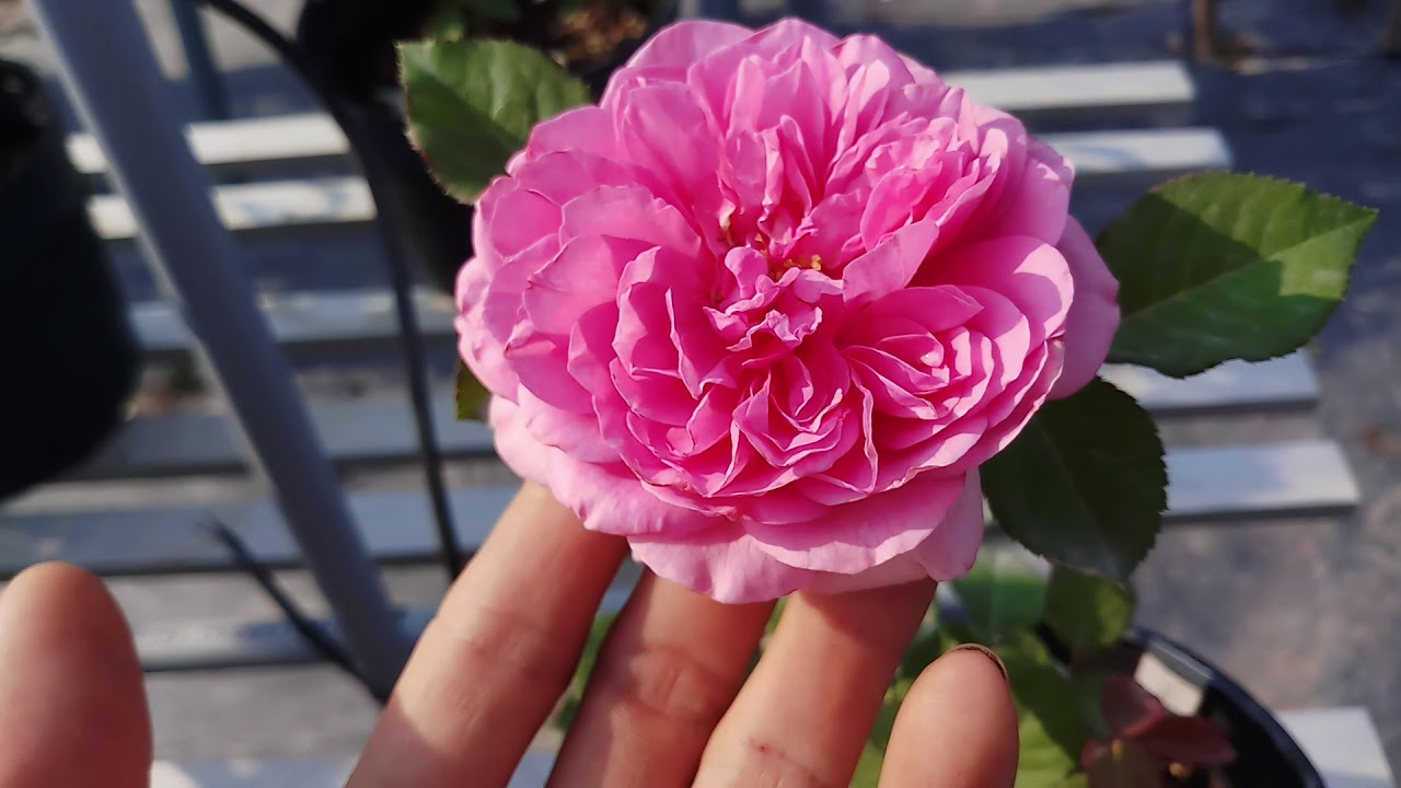 3 bầu hoa hồng leo Pompadour Pháp thơm nức