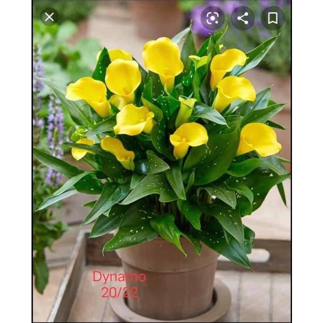 Củ hoa rum nhập Thái giá sỉ(set 5 củ to)