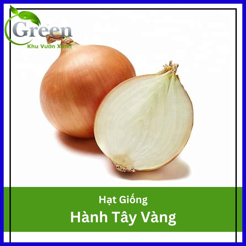 Hạt Giống Hành Tây Vàng Củ Chắc, Năng Suất Cao