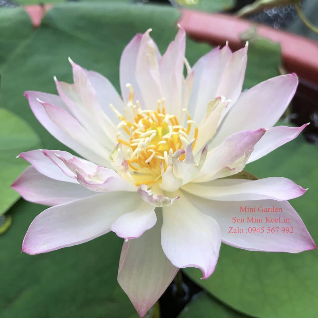 Củ Giống Hoa Sen Mini Nhật KeeLin.