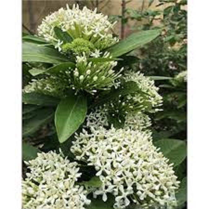 Hoa mẫu đơn trắng, đơn ta, hoa rất thơm, gửi đi nguyên bầu cây lớn đang nụ hoặc sắp nụ