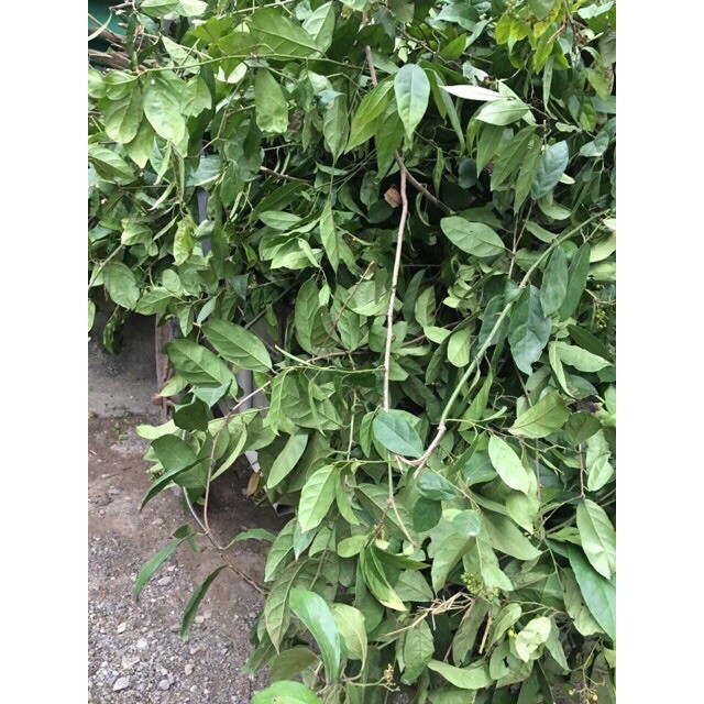 Xạ đen Hoà Bình 0.5kg (cả thân và lá)