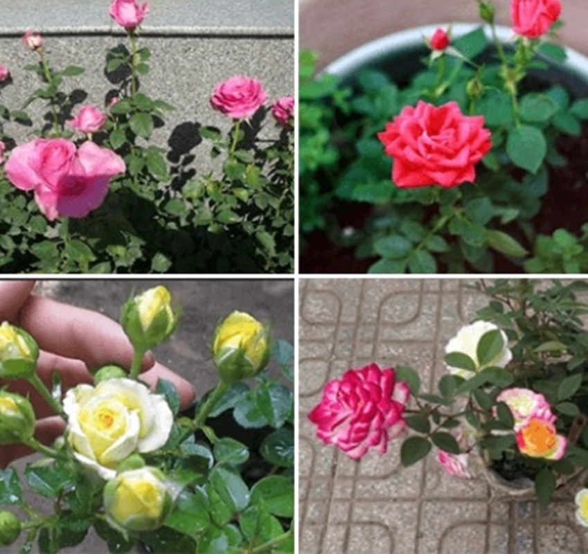 Hạt giống hoa Hồng tỉ muội