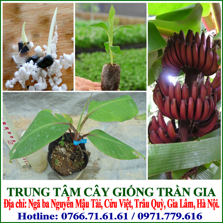 Giống Cây Chuối Đỏ Dacca ( 5 cây )