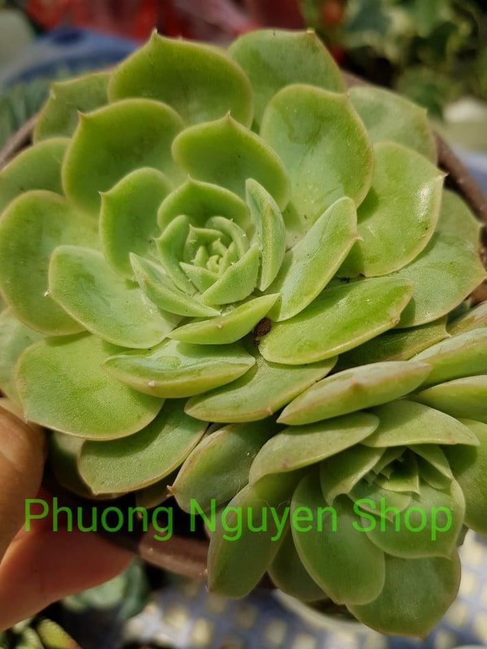 Sen Đá Ngọc Bích Loại Trung