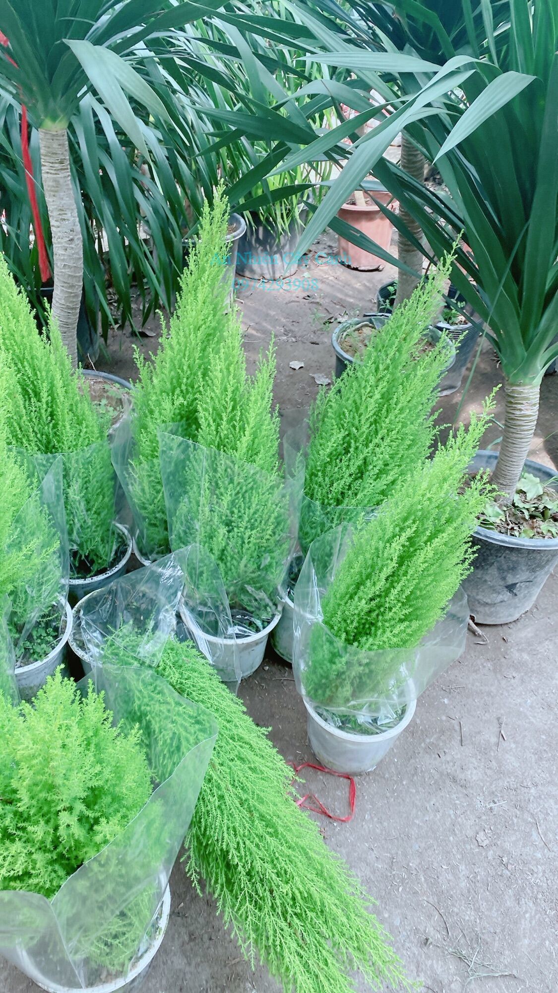 Cây Tùng Thơm