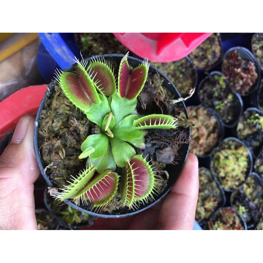 Hạt Giống Cây Ăn Thịt