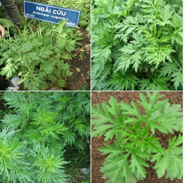 Hạt Giống Cây Ngải Cứu - 50 hạt/gói
