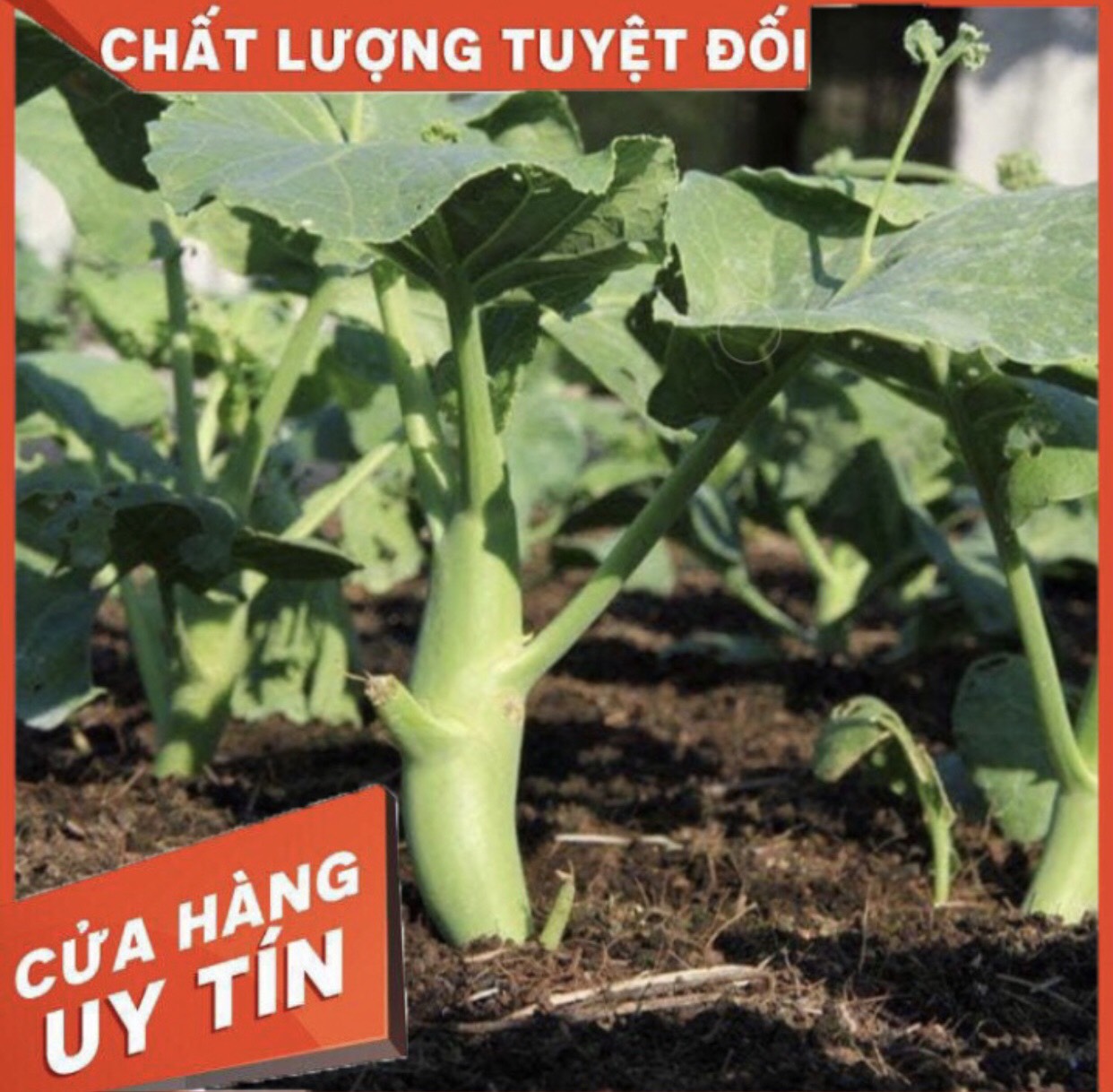 HẠT GIỐNG CẢI NGỒNG LÀN CẢI RỔ NHẬP KHẨU