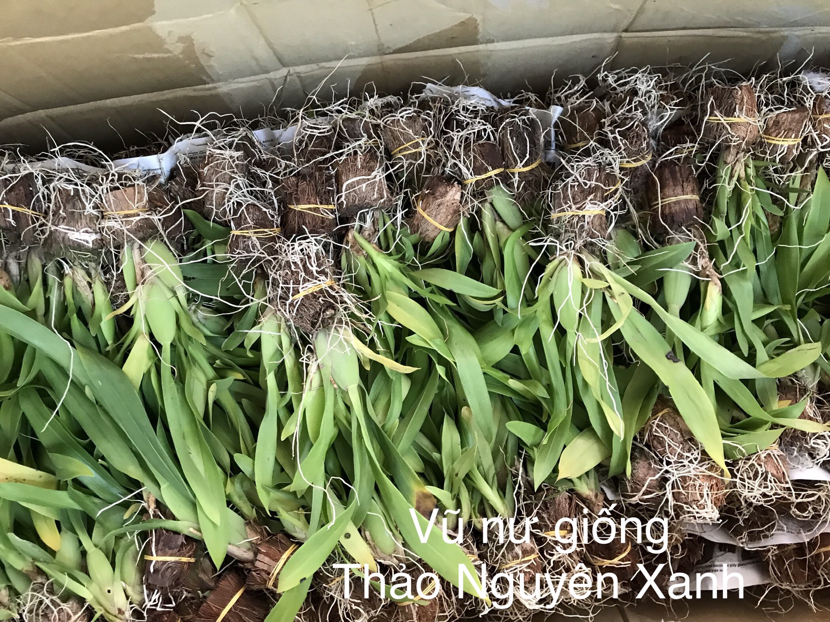 [HCM]Vũ Nữ Hoa Vàng