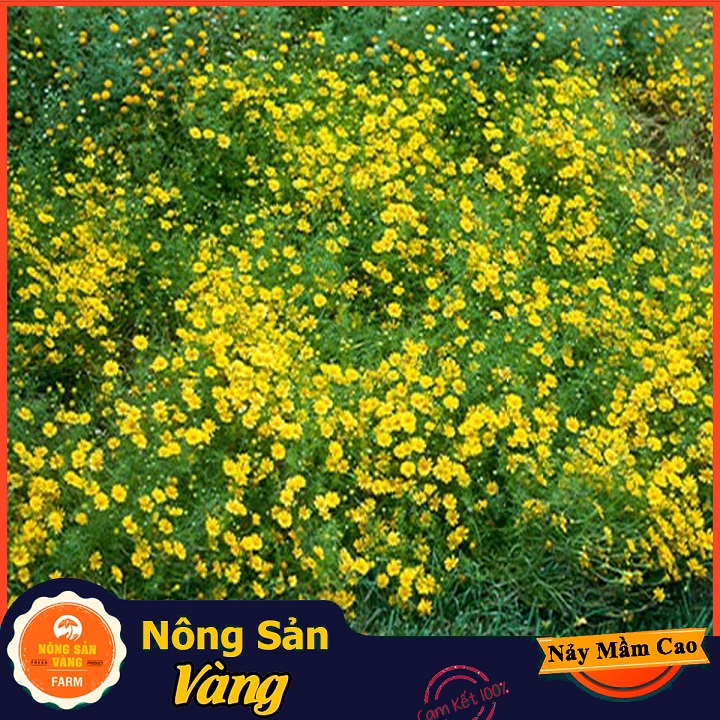 Daisy Flower Seeds (meteor Daisy) small fresh yellow flower long-Bloom Floral (pack of 0,03 grams)-shallow yellow
