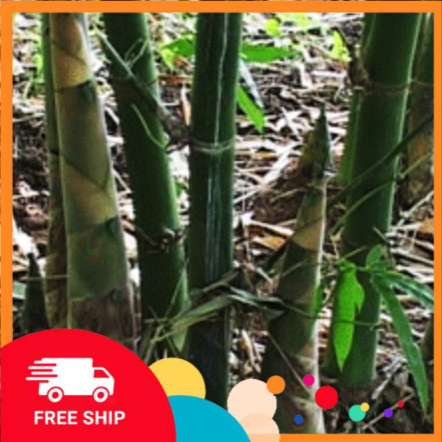 CÂY GIỐNG MĂNG TRE BÁT ĐỘ - CÂY GIỐNG TO KHỎE, GIÁ TRỊ KINH TẾ CAO, PHÙ HỢP MỌI KHÍ HẬU VÀ ĐẤT TRỒNG