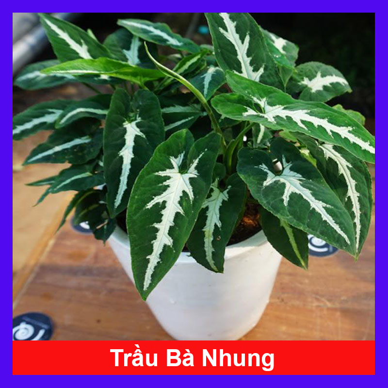 Trầu Bà Nhung - Cây cảnh để bàn