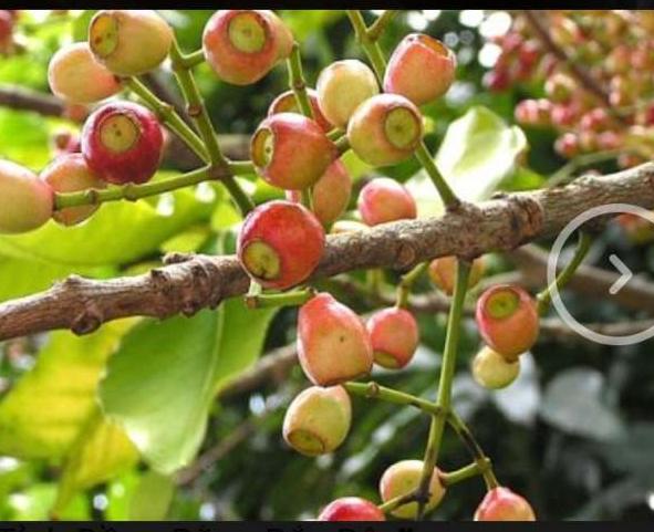 NỤ VỐI KHÔ-1KG