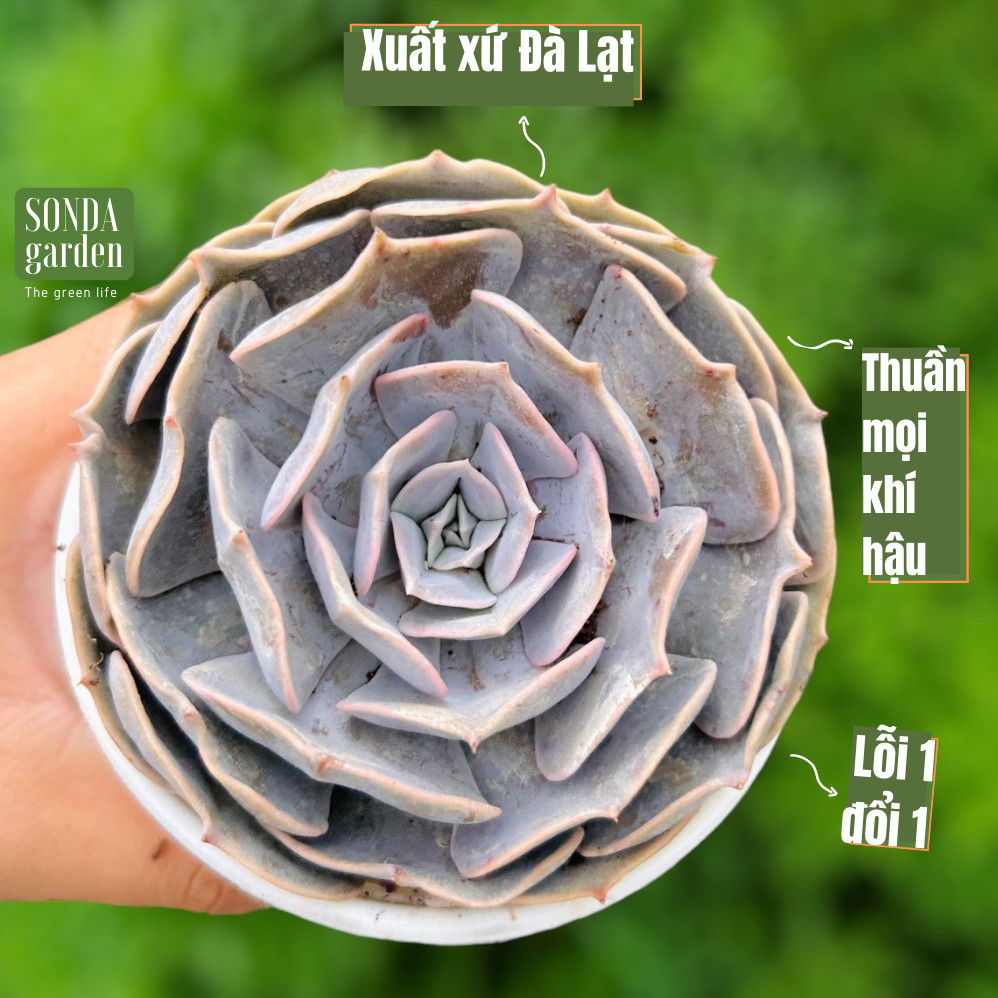 SEN ĐÁ ĐẤT HỒNG SIZE TRUNG BÌNH SIÊU KHỎE ĐẸP LỖI 1 ĐỔI 1