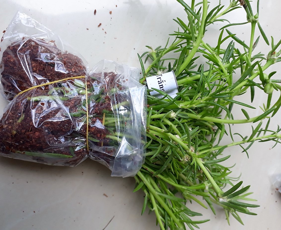 Hoa 10 giờ Thái, giá rẽ #24.9k, 1 bó 50 cây, có 15 màu riêng biệt để bạn lựa chọn: 1.Đỏ/2.Vàng/3.Trắng/4.Tím/5.Nghệ/6.Hồng/7.Da/8.Cam/9.HồngViền/ 10.TímViền/11.CamĐất/12.TrắngViền(đơn)/13.TímViền(đơn)/14.VàngChanh/15.TrắngViền