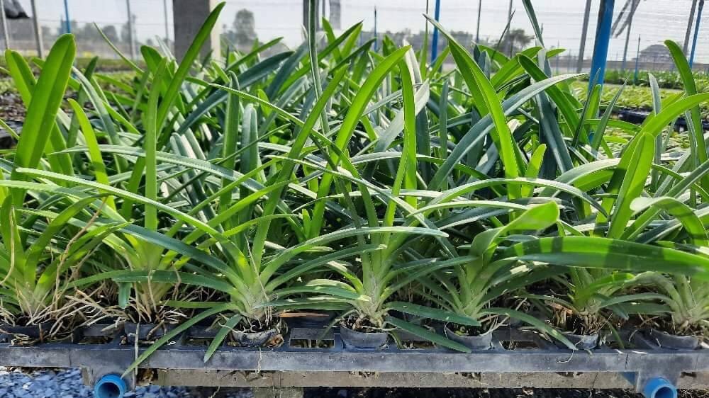 Kiếm Phan trí tự thụ size cây giống