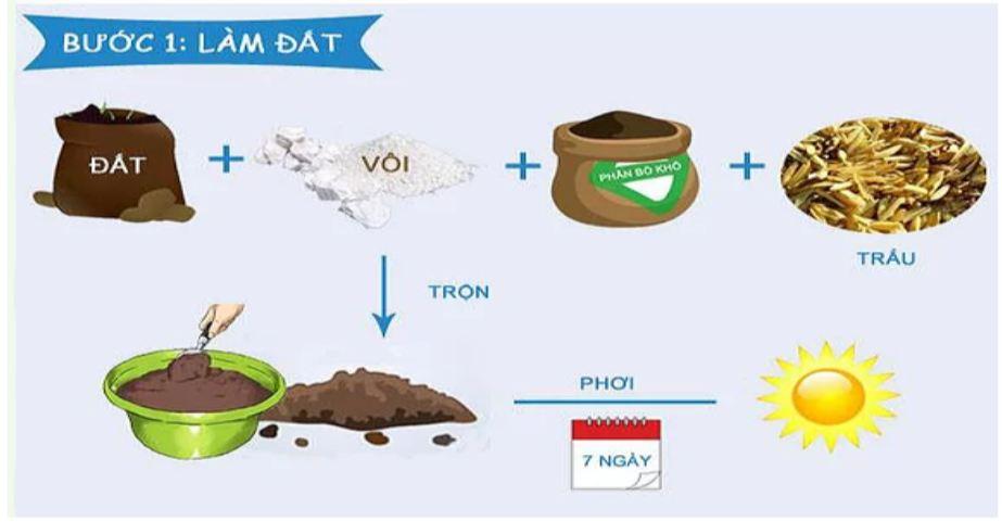 HẠT GIỐNG ĐU ĐỦ SIÊU TRÁI THÁI LAN _GÓI 20 HẠT .